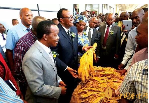 津巴布韋煙葉為什么好，黃金煙葉成為國(guó)寶