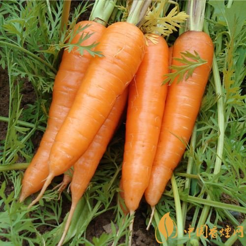 預防抽煙得肺癌，這些食物降低抽煙傷害