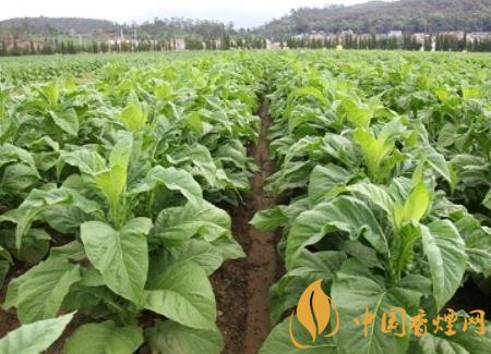 湖南瀏陽煙草局依托G80烤煙特色品種為煙農(nóng)創(chuàng)收9375萬元！